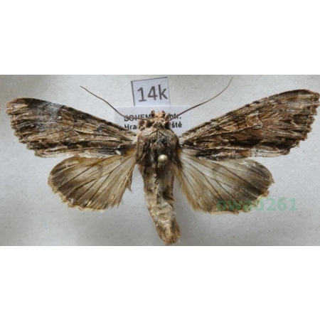 Apamea monoglypha (Hufnagel, 1766) Sówka wróblówka Czech14k